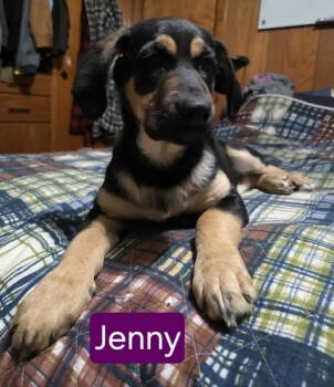 Rescue Hound and Shepherd Dogs for Adoption in Mechanicsburg, Pennsylvania - Jenny | PetCurious