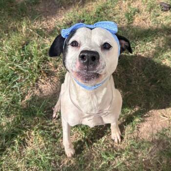Carmen -  American Staffordshire Terrier Dog for Adoption in Pittsburgh, Pennsylvania - Carmen | PetCurious