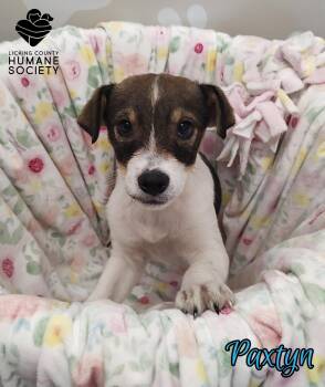 Husky and Rottweiler Dogs Available for Adoption - Paxtyn | PetCurious