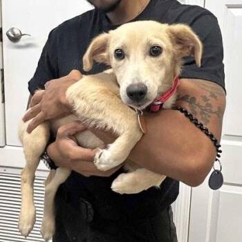 Holly -  Labrador Retriever and Mixed Breed Dog for Adoption in Atlanta, Georgia - Holly | PetCurious