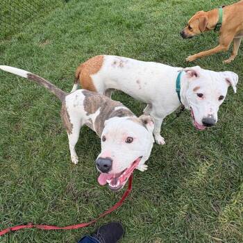 Beckham -  Mixed Breed Dog for Adoption in Wheeling, Illinois - Beckham | PetCurious