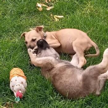Mixed Breed Dogs Available for Adoption in West Olive, Michigan - Sasha | PetCurious