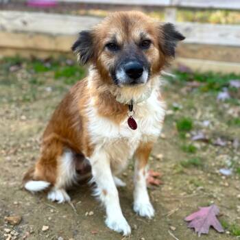 Rescue Mixed Breed Dogs for Adoption in Fredericksburg, Virginia - Alura | PetCurious