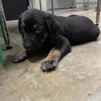 Midnight -  Pit Bull Terrier and Mixed Breed Dog for Adoption in Eureka Springs, Arkansas - Midnight | PetCurious