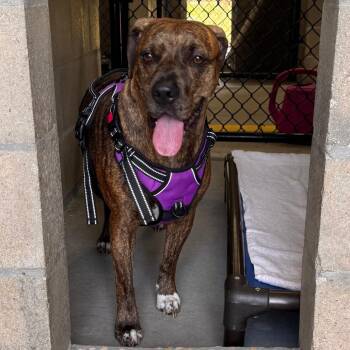 Plott Hound and Terrier Dogs Available for Adoption in Clearwater, Florida - Coco | PetCurious
