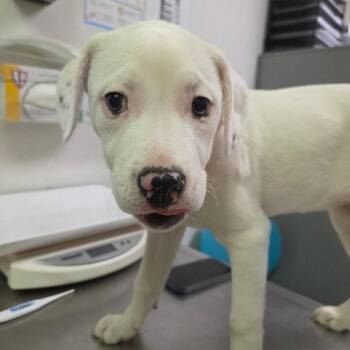 Mixed Breed Dogs Available for Adoption - Moxi | PetCurious