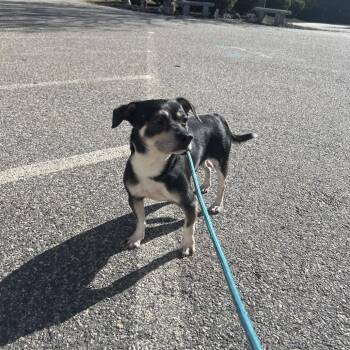 Levi -  Mixed Breed Dog for Adoption in Bedford, New Hampshire - Levi | PetCurious