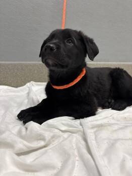 German Shepherd Dog and Mixed Breed Dogs Available for Adoption in Las Vegas, Nevada - PHOEBE | PetCurious