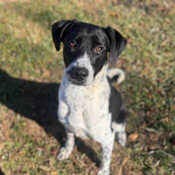 Rescue Mixed Breed Dogs for Adoption - Pumpkin | PetCurious