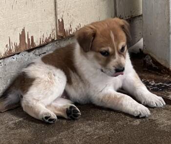 TOFFEE -  Great Pyrenees Dog for Adoption in Granite Bay, California - TOFFEE | PetCurious
