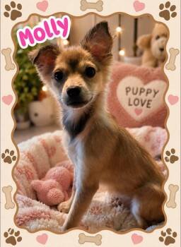 Molly -  Chihuahua Dog for Adoption in San Antonio, Texas - Molly | PetCurious