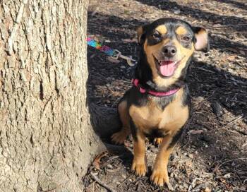 Dachshund Dogs Available for Adoption - Salma | PetCurious