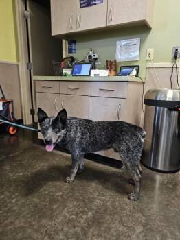 Australian Cattle Dog Blue Heeler Dogs Available for Adoption in Rockwall, Texas - Found Stray: Outlaw | PetCurious