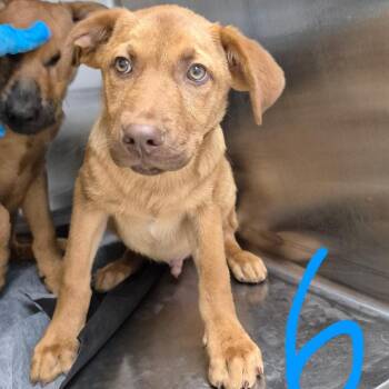 Boyd 26-06-020 -  Black Mouth Cur and Australian Kelpie Dog for Adoption in Bastrop, Texas - Boyd 26-06-020 | PetCurious