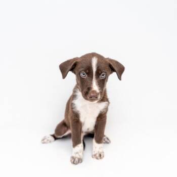 Taz -  Mountain Cur and Labrador Retriever Dog for Adoption in New York, New York - Taz | PetCurious