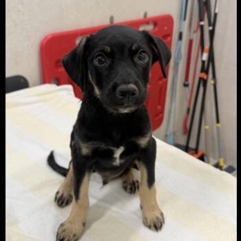 Mr. X -  Shepherd Dog for Adoption in Wahiawa, Hawaii - Mr. X | PetCurious