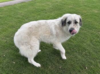 Juno HTX -  Great Pyrenees Dog for Adoption in Quinlan, Texas - Juno HTX | PetCurious