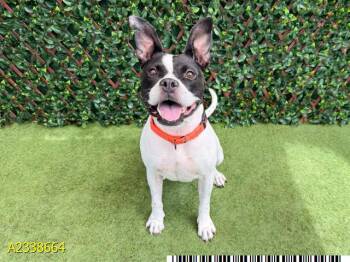 ROGGIE -  Mixed Breed Dog for Adoption in West Palm Beach, Florida - ROGGIE | PetCurious