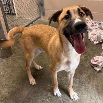 Tully -  Husky and Mixed Breed Dog for Adoption in Muncie, Indiana - Tully | PetCurious