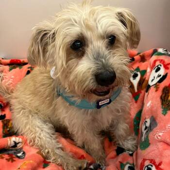 Chaise 14416 -  Miniature Poodle Dog for Adoption in San Francisco, California - Chaise 14416 | PetCurious