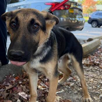 Mighty -  German Shepherd Dog Dog for Adoption in Waldorf, Maryland - Mighty | PetCurious