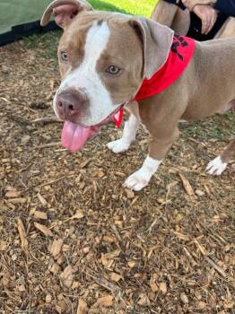 Rescue American Staffordshire Terrier and Mixed Breed Dogs for Adoption in Sharpsburg, Georgia - Rubble | PetCurious