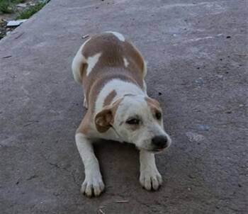 Chihuahua Dogs Available for Adoption in Stockton, California - A376029 | PetCurious