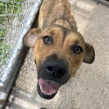 Zola -  Mixed Breed Dog for Adoption in Savannah, Georgia - Zola | PetCurious