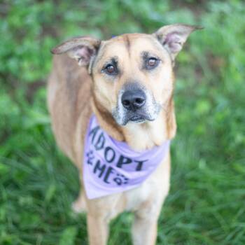 Rescue German Shepherd Dog Dogs for Adoption in Brownsboro, Alabama - Lola Bunny | PetCurious