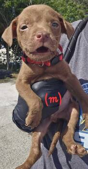 American Bulldog Dogs Available for Adoption in Lakeland, Florida - Walmart - Red | PetCurious