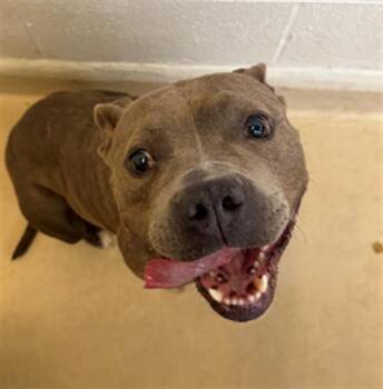 VICKY -  Mixed Breed Dog for Adoption in Columbia, South Carolina - VICKY | PetCurious