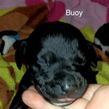 Buoy -  Mixed Breed Dog for Adoption in Spring Hill, Kansas - Buoy | PetCurious