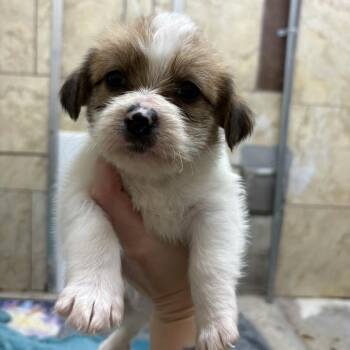 Terrier Dogs Available for Adoption - Reef | PetCurious