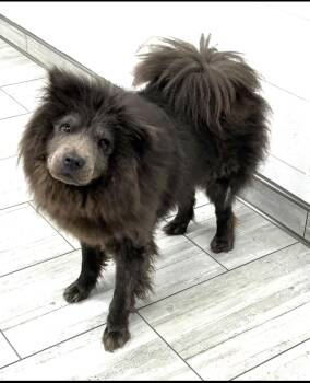 Lexi -  Chow Chow Dog for Adoption in Spring, Texas - Lexi | PetCurious
