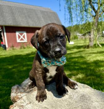 Retriever and Plott Hound Dogs Available for Adoption in Pittsboro, North Carolina - Owen | PetCurious