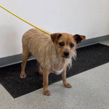 Lady May -  Mixed Breed Dog for Adoption in Galax, Virginia - Lady May | PetCurious
