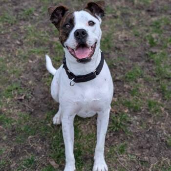 Dash -  Boxer and Terrier Dog for Adoption in Milan, Illinois - Dash | PetCurious