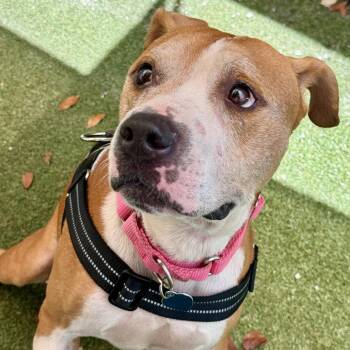 Cristian -  American Staffordshire Terrier Dog for Adoption in Fort Lauderdale, Florida - Cristian | PetCurious