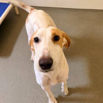 Toebias -  Hound Dog for Adoption in Rocky Mount, Virginia - Toebias | PetCurious