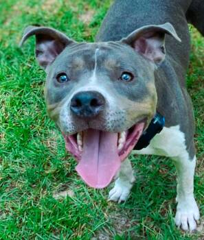 Rescue Pit Bull Terrier and Mixed Breed Dogs for Adoption in Macon, Georgia - Azreal Blue | PetCurious