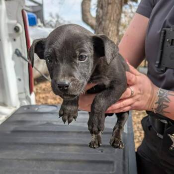 Black Labrador Retriever and Mixed Breed Dogs Available for Adoption - Krewe | PetCurious