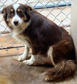 Ashley -  Australian Shepherd Dog for Adoption in Thompson Falls, Montana - Ashley | PetCurious