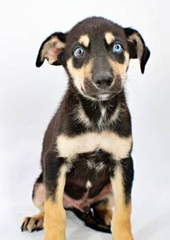 Gourd -  Husky and Mixed Breed Dog for Adoption in Morton Grove, Illinois - Gourd | PetCurious