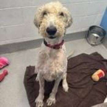 Ruger -  Goldendoodle Dog for Adoption in Hilliard, Ohio - Ruger | PetCurious