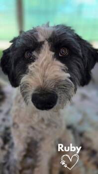 Ruby -  Poodle Dog for Adoption in Monte Vista, Colorado - Ruby | PetCurious