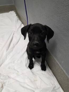 A1430651 -  Pointer and Mixed Breed Dog for Adoption in Las Vegas, Nevada - A1430651 | PetCurious