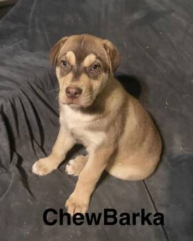 Husky and Labrador Retriever Dogs Available for Adoption - ChewBarka | PetCurious