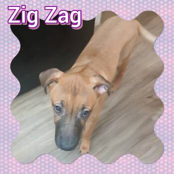 Rescue Shepherd Dogs for Adoption in Tucson, Arizona - Zig Zag | PetCurious