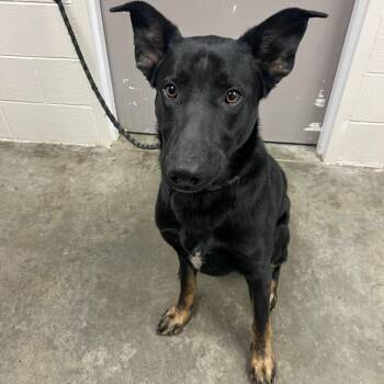 German Shepherd Dog Dogs Available for Adoption in Manhattan, Kansas - Wayne | PetCurious
