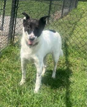 Rescue Border Collie and Australian Cattle Dog Blue Heeler Dogs for Adoption in Belmont, New York - GRACIE | PetCurious
